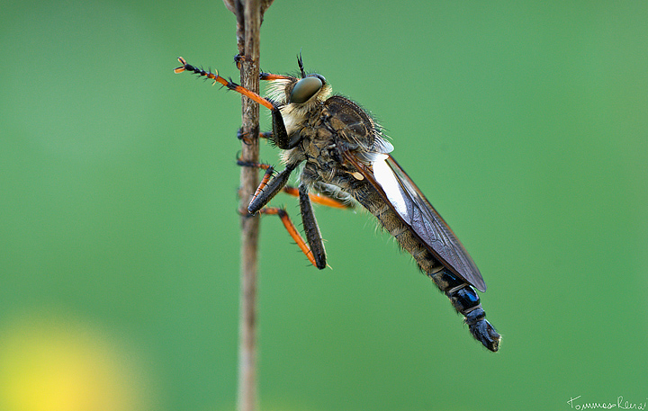 Asilidae???